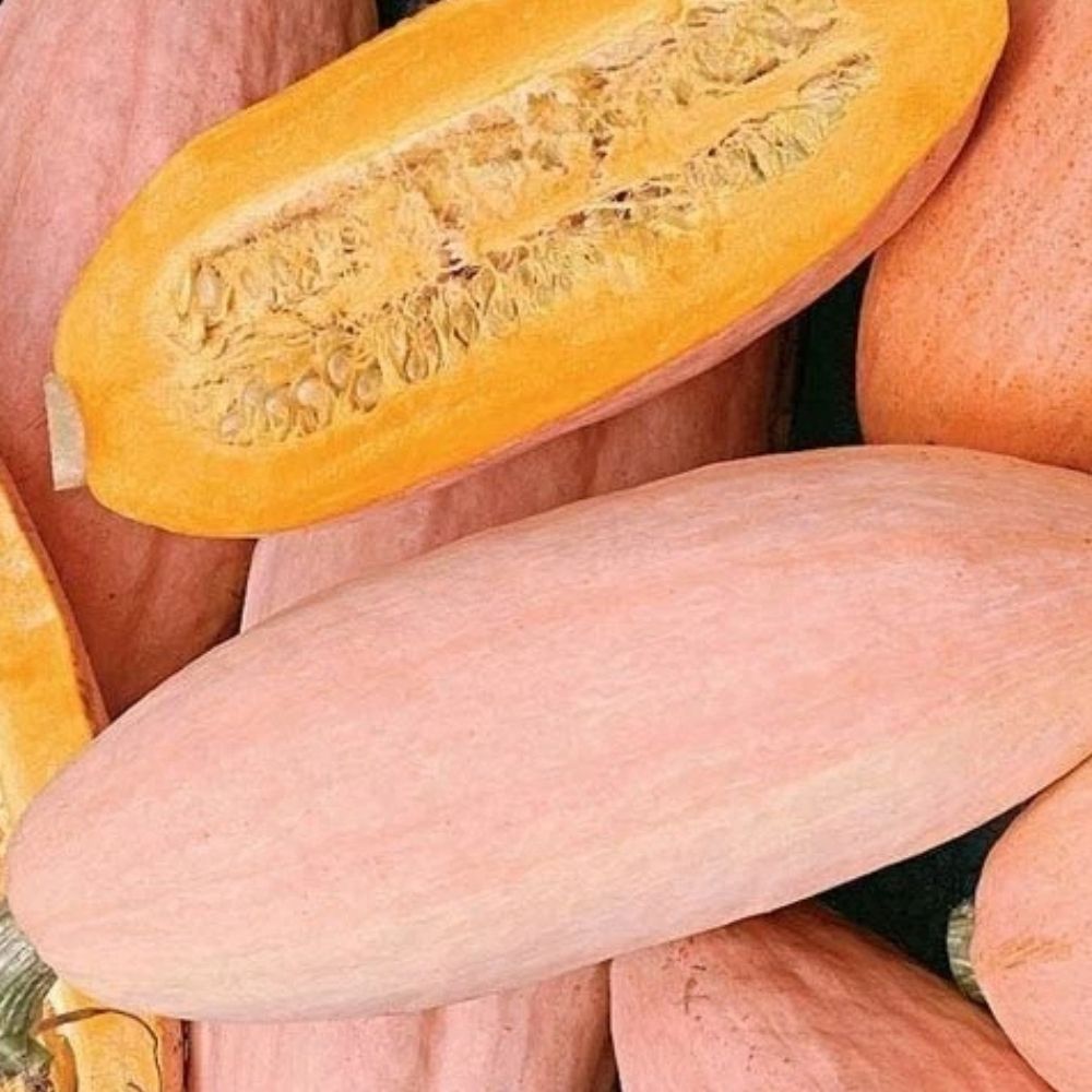 Organic Pink Banana Squash Seeds 10 Pack, Heirloom Cucurbita maxima, USA Grown, Non-GMO
