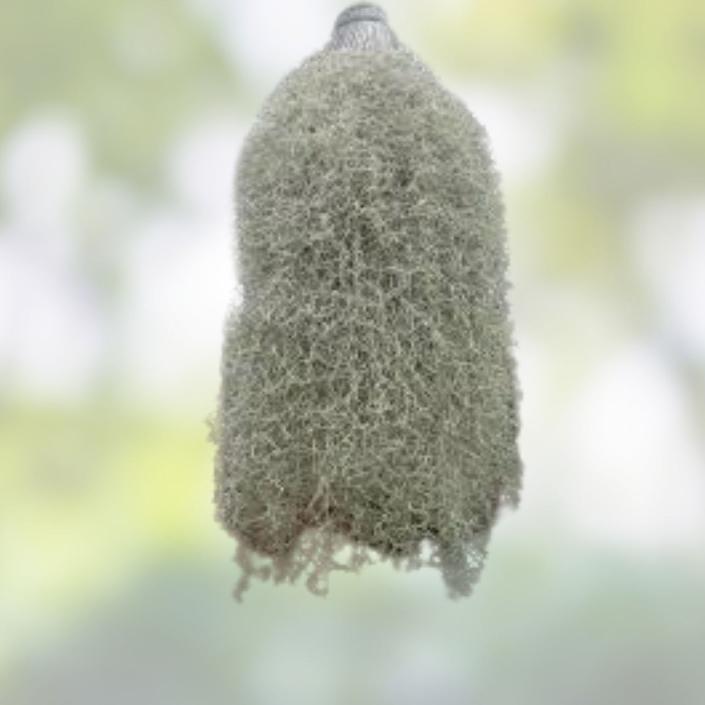 1 Gal Fresh Live Spanish Moss Air Plant for Orchids & Decor - Tillandsia Usneoides