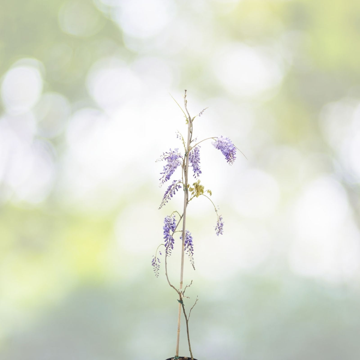 Heirloom Purple Wisteria Vine 1-2ft Live Plant, Wisteria sinensis, Fast Growing Climbing Vine, Bare Root, Purple Flowers