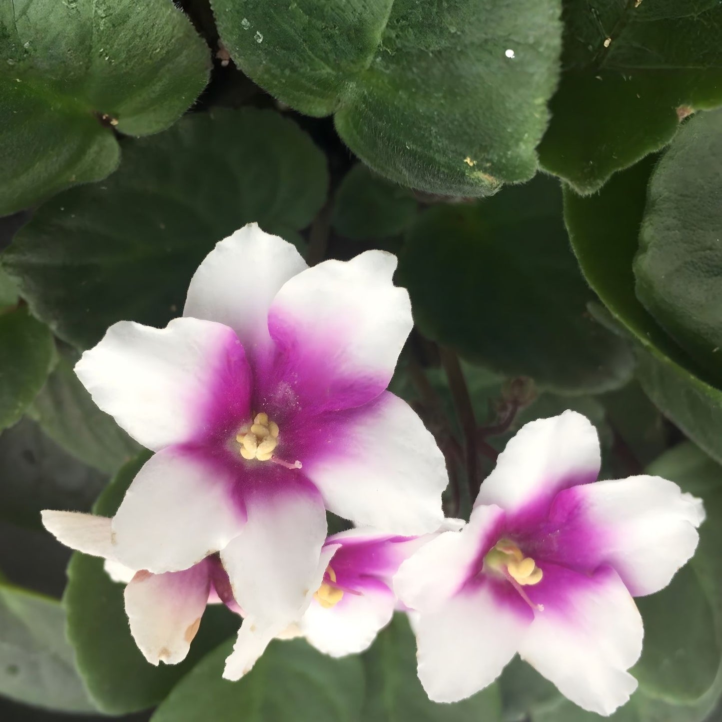 African Violet Leaves 2 Pack - Optimara Friendship - Saintpaulia ionantha - Indoor Plant Cuttings, Houseplant Gardening Supplies