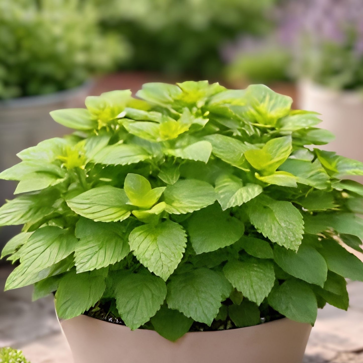 Lemon Balm Seeds for Planting, Melissa officinalis, Aromatic Culinary Herb, Easy to Grow Garden Herb, Popular Medicinal Plant