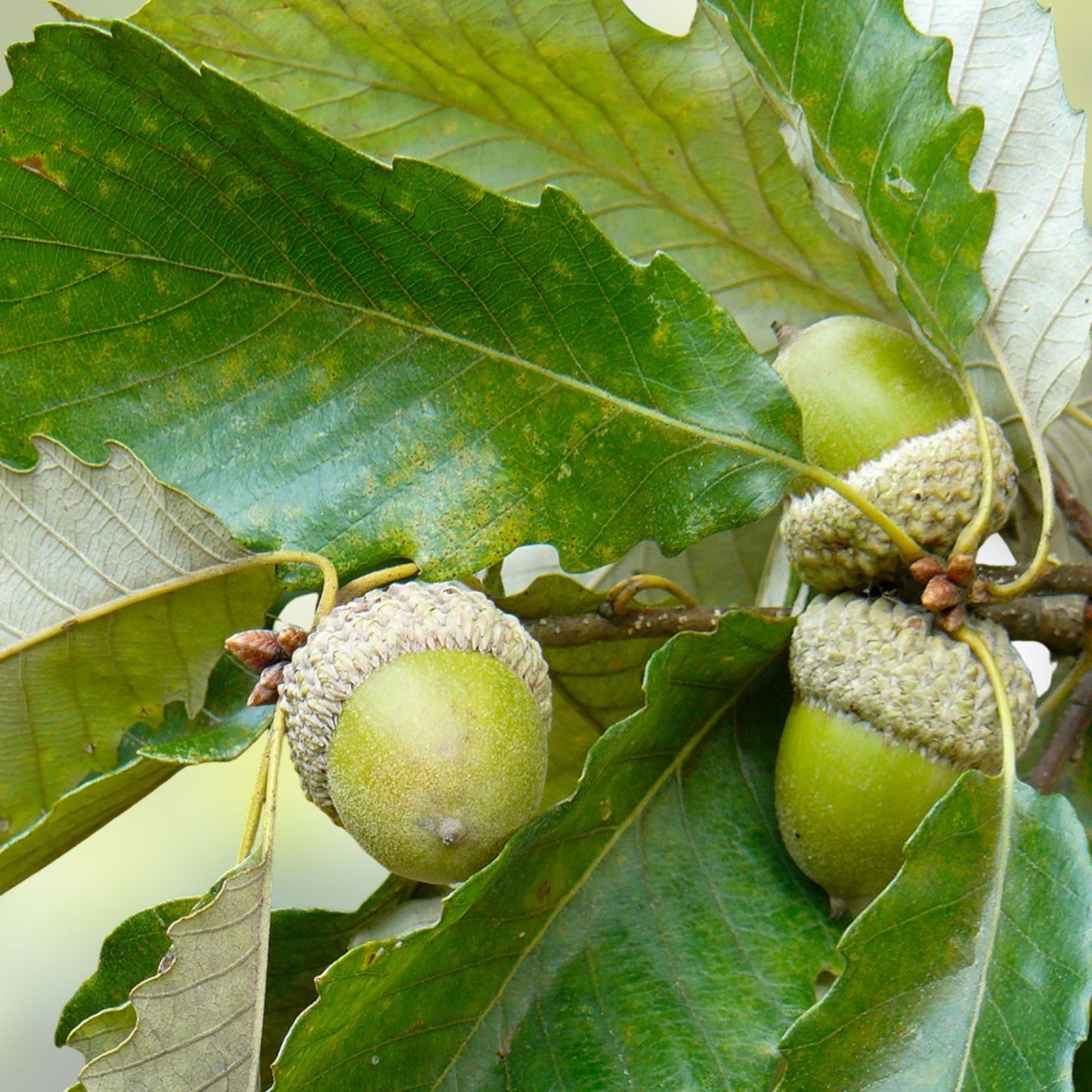 Swamp Chestnut Oak Tree Live Plant Set of 2, Bare Root, Deciduous Shade Tree, Quercus michauxii Hardwood Seedling, 12-24 inches