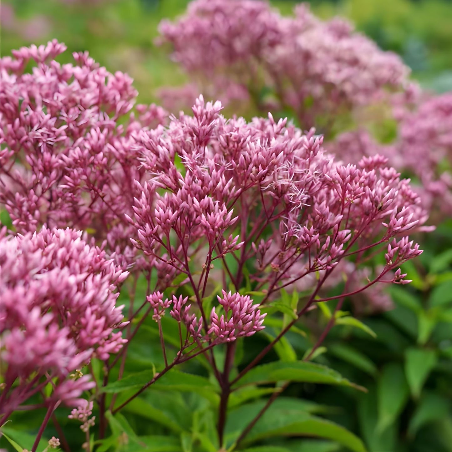Queen of The Meadow Herb Seeds 50 Count – Joe Pye Weed, Purple Eutrochium purpureum, Perennial Flower Seeds for Garden