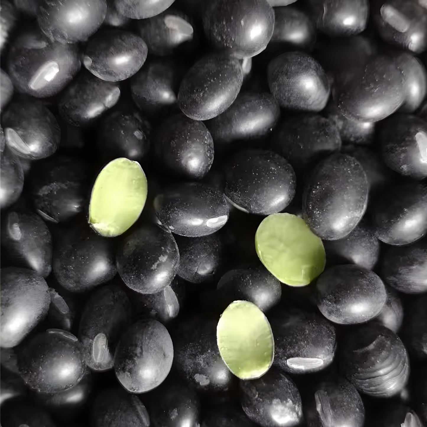 Black Soybean Seeds for Planting - Full Season Variety Glycine max for Sprouts and Garden Growth