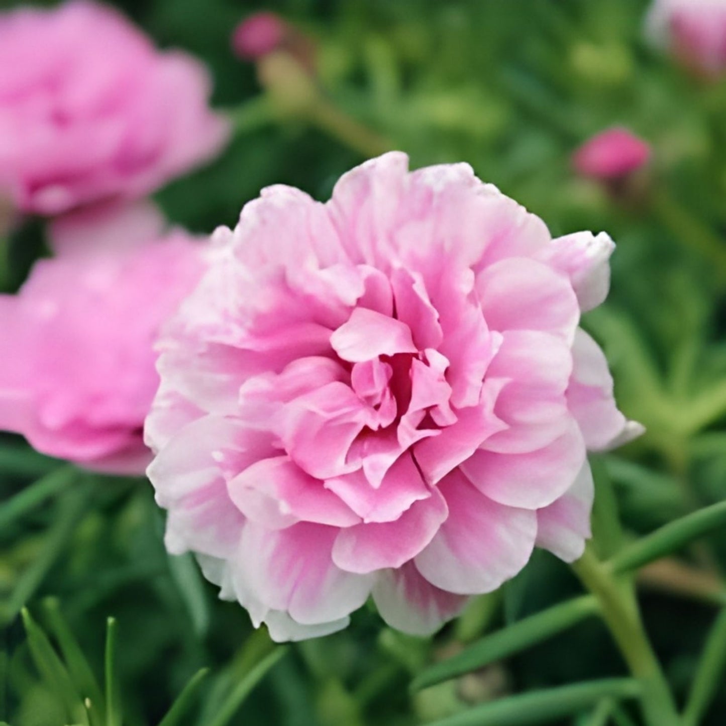 Moss Rose Cuttings 10 Unrooted Royal Pink Portulaca Grandiflora for Gardening and Container Planting