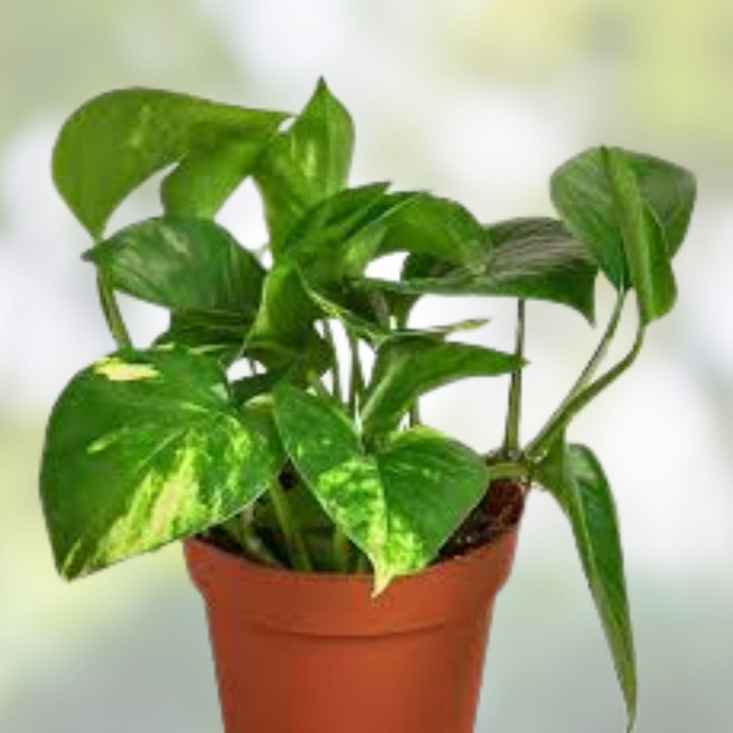 Pothos Live Plant Cuttings – 4 Rooted Pothos Epipremnum aureum for Indoor & Outdoor Gardening