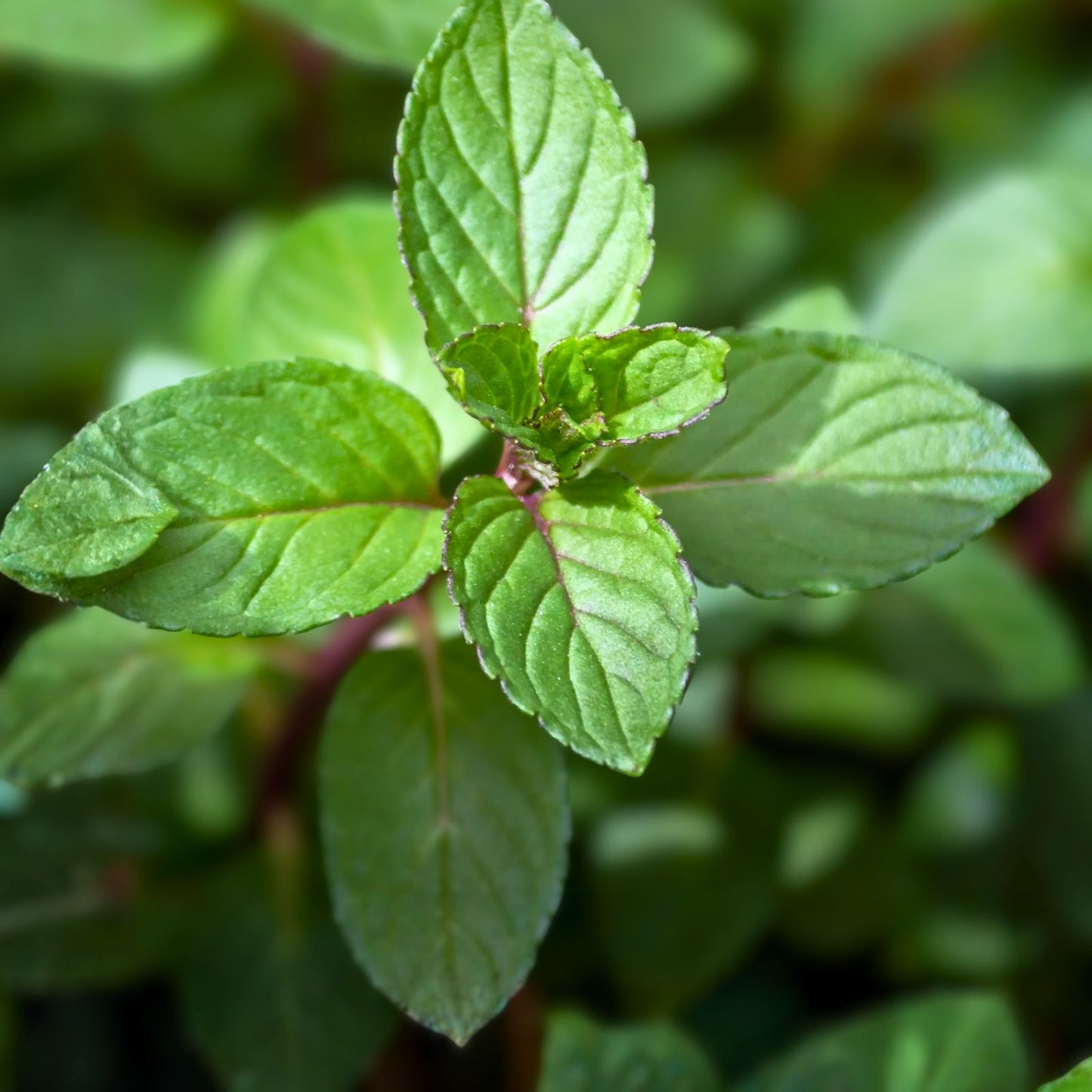 Chocolate Mint Plants - 12 Bare Root Plugs - Black Peppermint - Mentha × piperita 'Chocolate' - Organic & Pesticide-Free