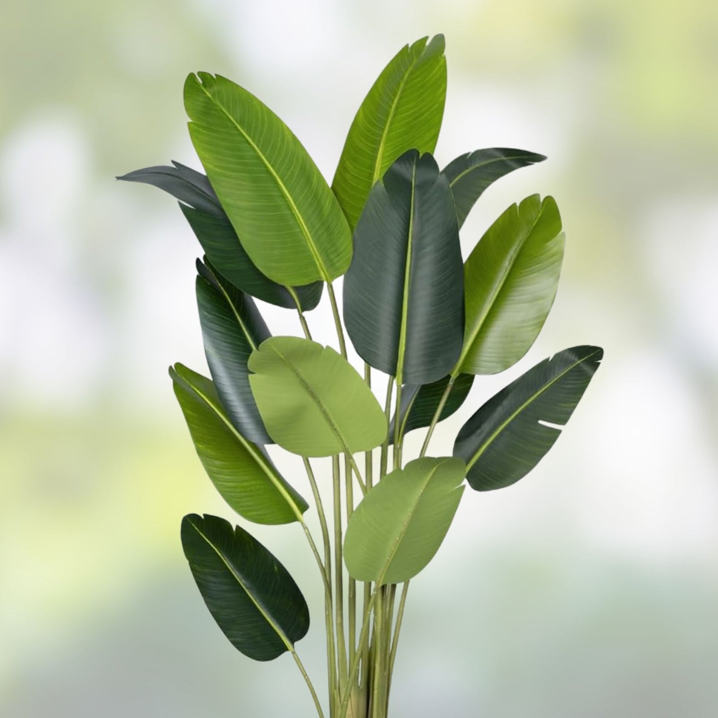 White Bird of Paradise Seeds – 5 Seeds for Indoor Plant or Bonsai – Strelitzia Nicolai – Gardening Enthusiasts