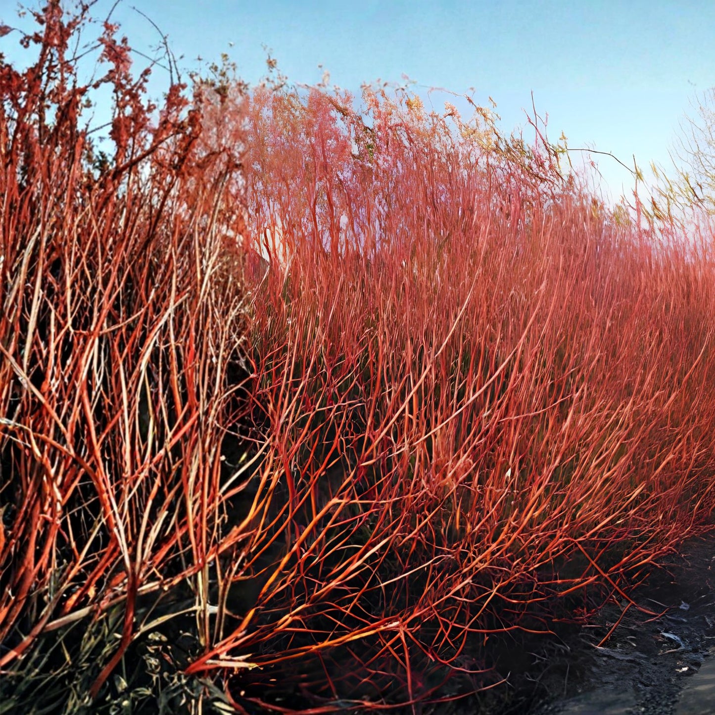 Red Flame Willow Tree Salix purpurea Live Plant Fast Growing Red Foliage Ornamental Shrub Landscaping