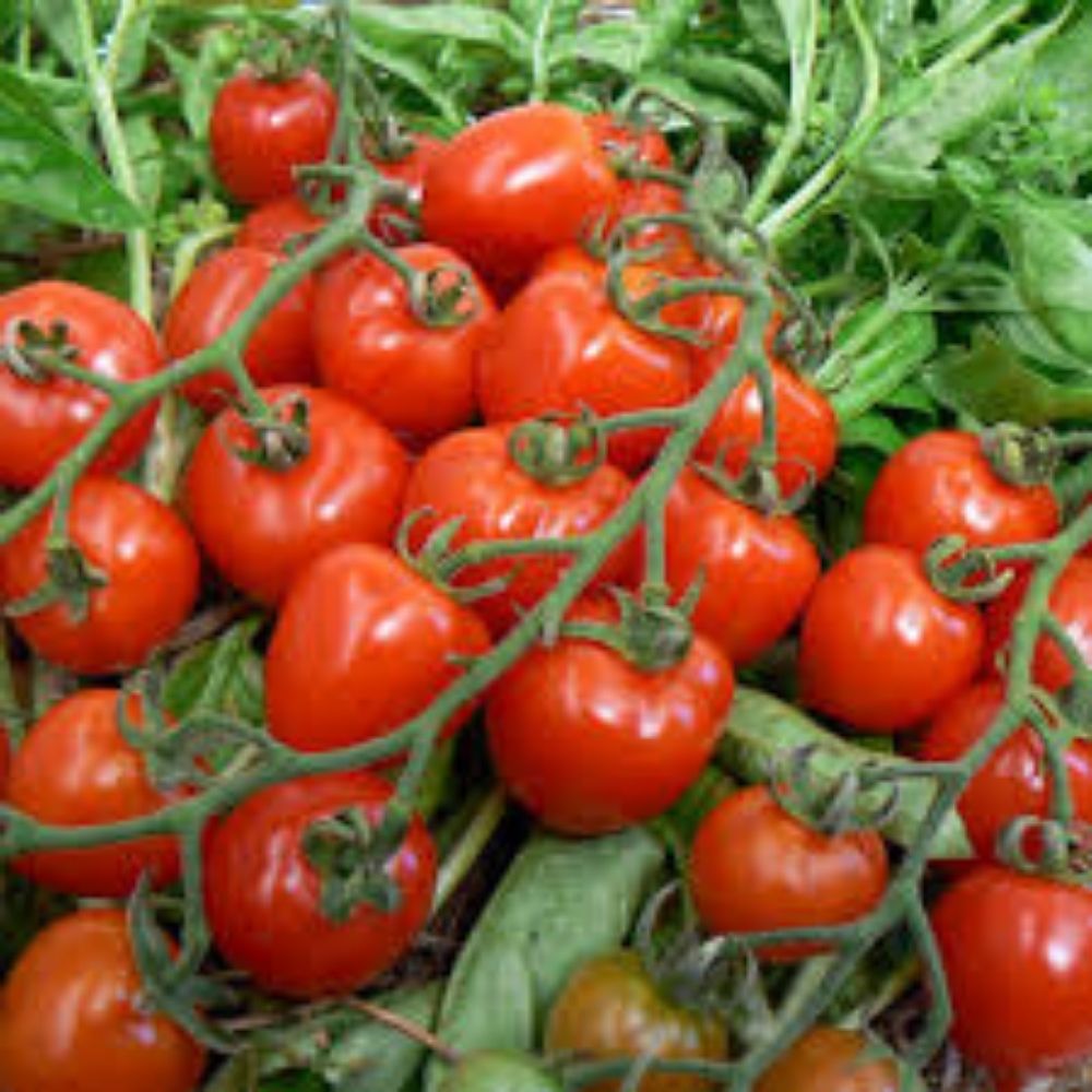 Sweet Mandarin Cherry Tomato Seeds 100 Organic Non-GMO Heirloom USA Grown Solanum lycopersicum