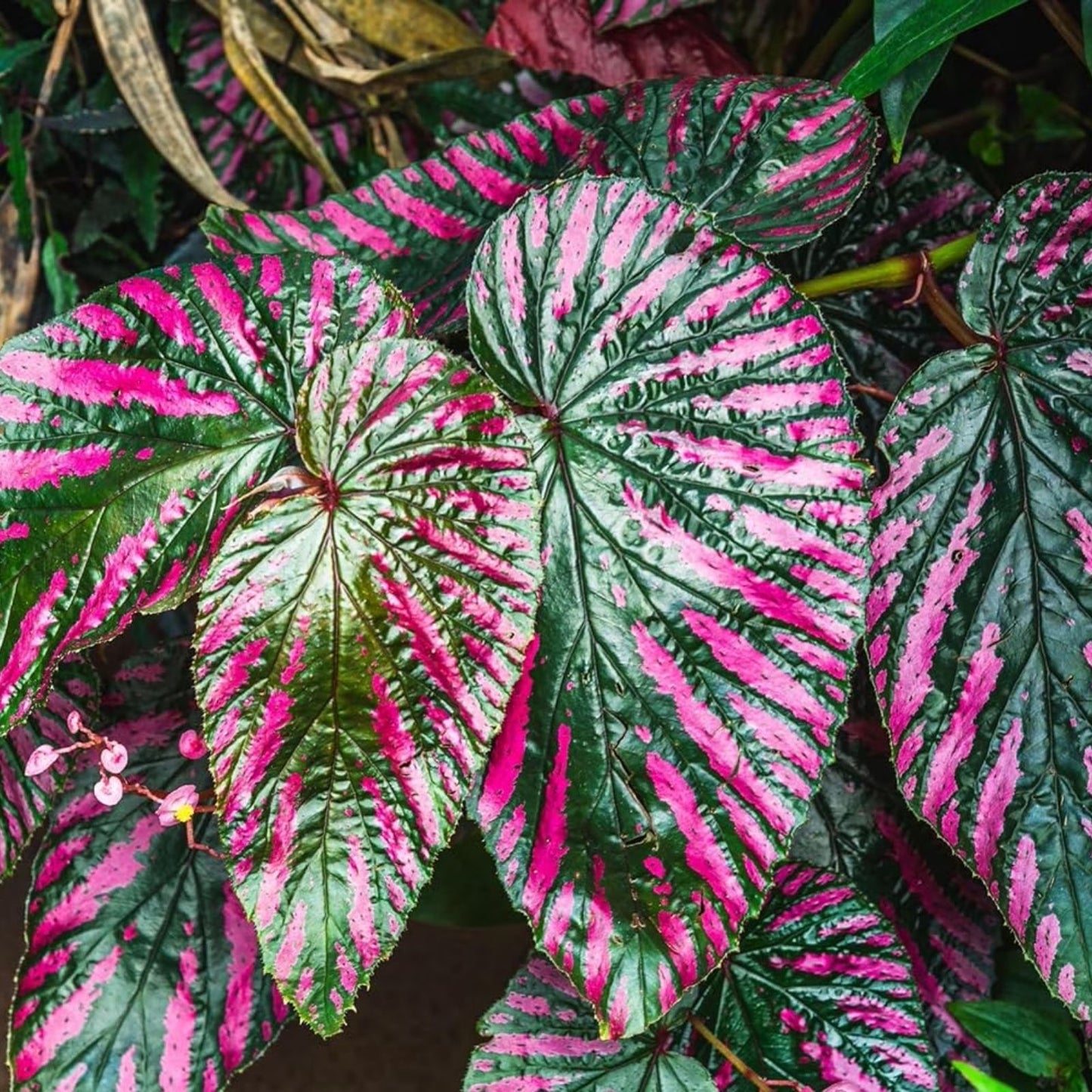 Caladium Bulbs for Planting – Festiva Variety, 6 Bulbs, Colorful Elephant Ears, Fancy Foliage, Tropical Indoor Outdoor Planting