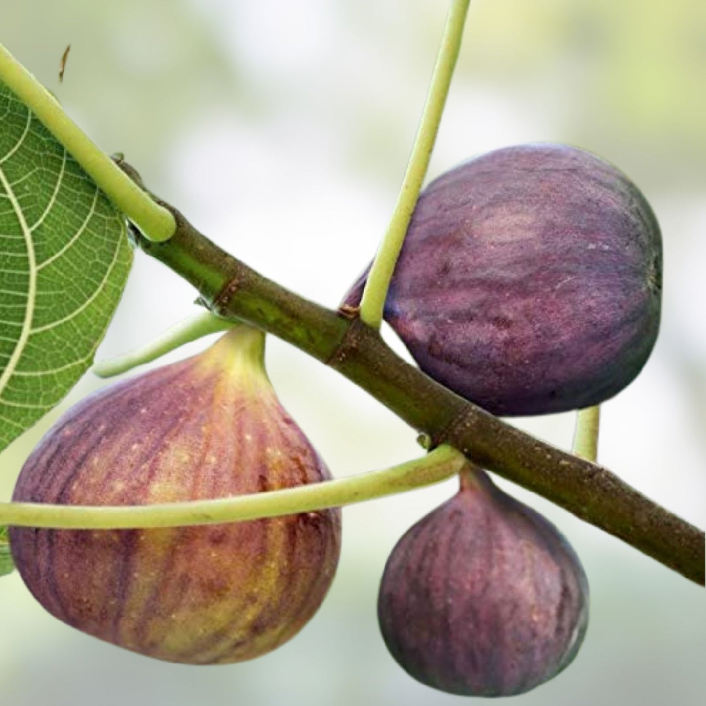 Fig Tree Cuttings - 6 Unrooted Stems - Organic Ficus carica with Delicious Sweet Fruit - Fruit Tree Propagation