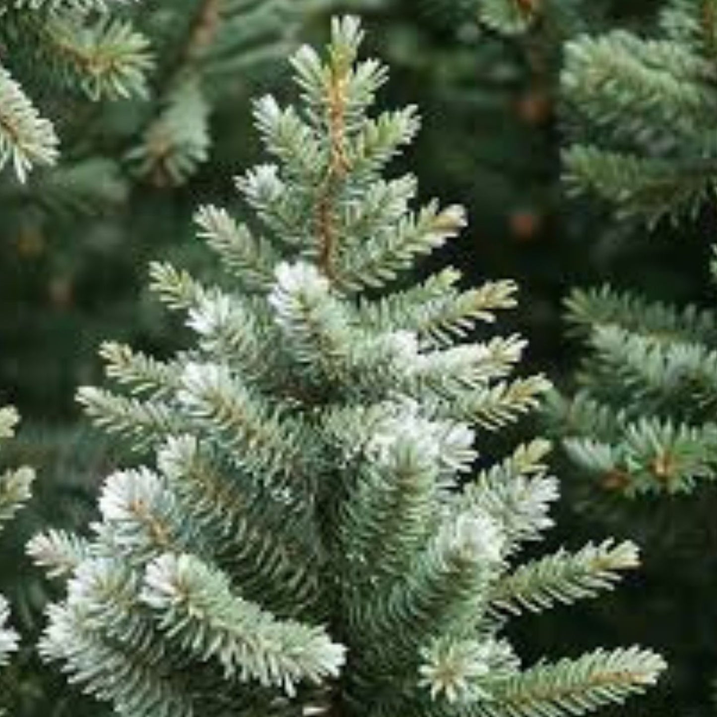 California White Fir Seeds 30 Pack | Christmas Tree Seeds | Abies Concolor | Free Shipping