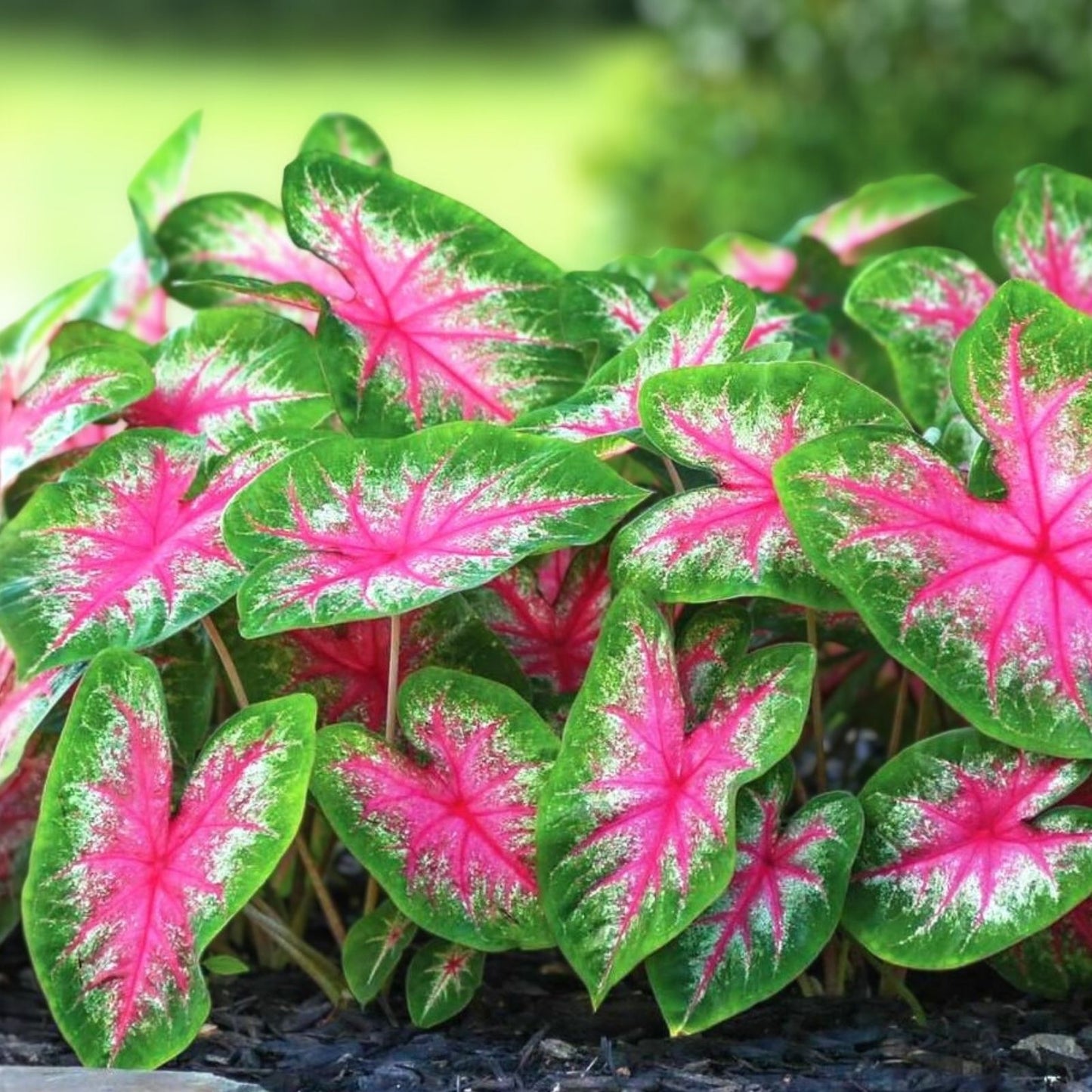 Rosebud Caladium Bulbs 6 Pack – Perennial Elephant Ears, Caladium bicolor, Bright Pink and Green Foliage, Garden Flower Bulbs