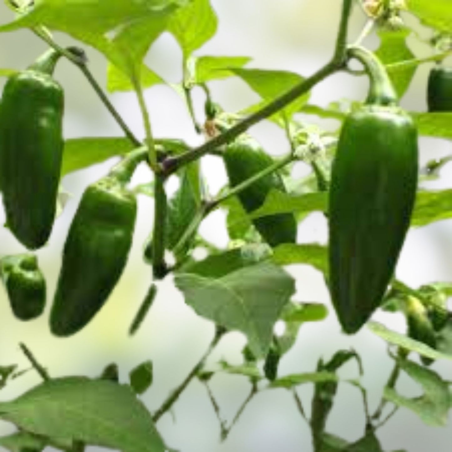 Jalapeno Pepper Live Starter Plants Set of 2, 4-6 Inches, Capsicum annuum, Fresh Unpotted for Gardening and Cooking