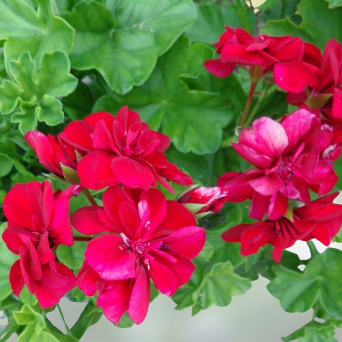 Vivid Red Pelargonium Peltatum Ivy Geranium Live Plant Starter Cuttings 3x6" for Hanging Baskets and Containers