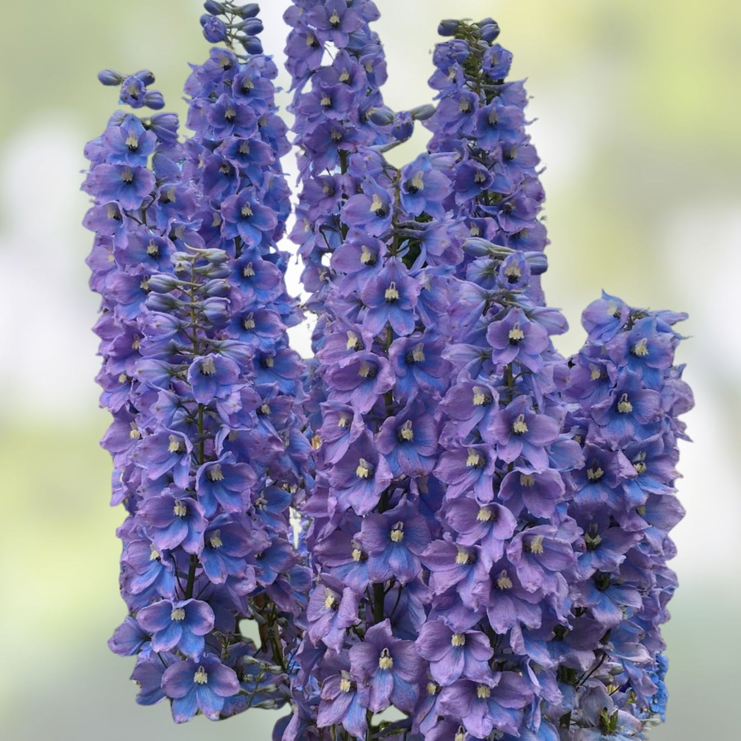 Larkspur Flower Seeds 100+ Blue & Purple Blooms Delphinium ajacis Garden Plant Seeds