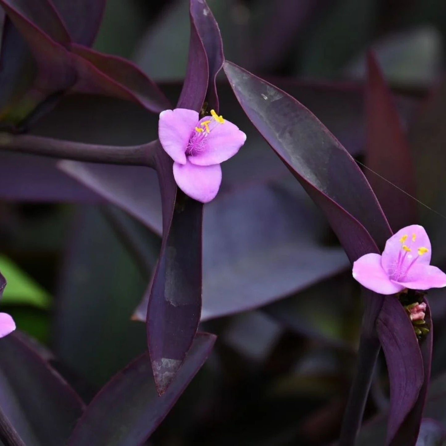 15 Purple Heart Cuttings - Wandering Tradescantia Pallida Purpurea - Live Plant Cuttings for Home Decor and Gardening