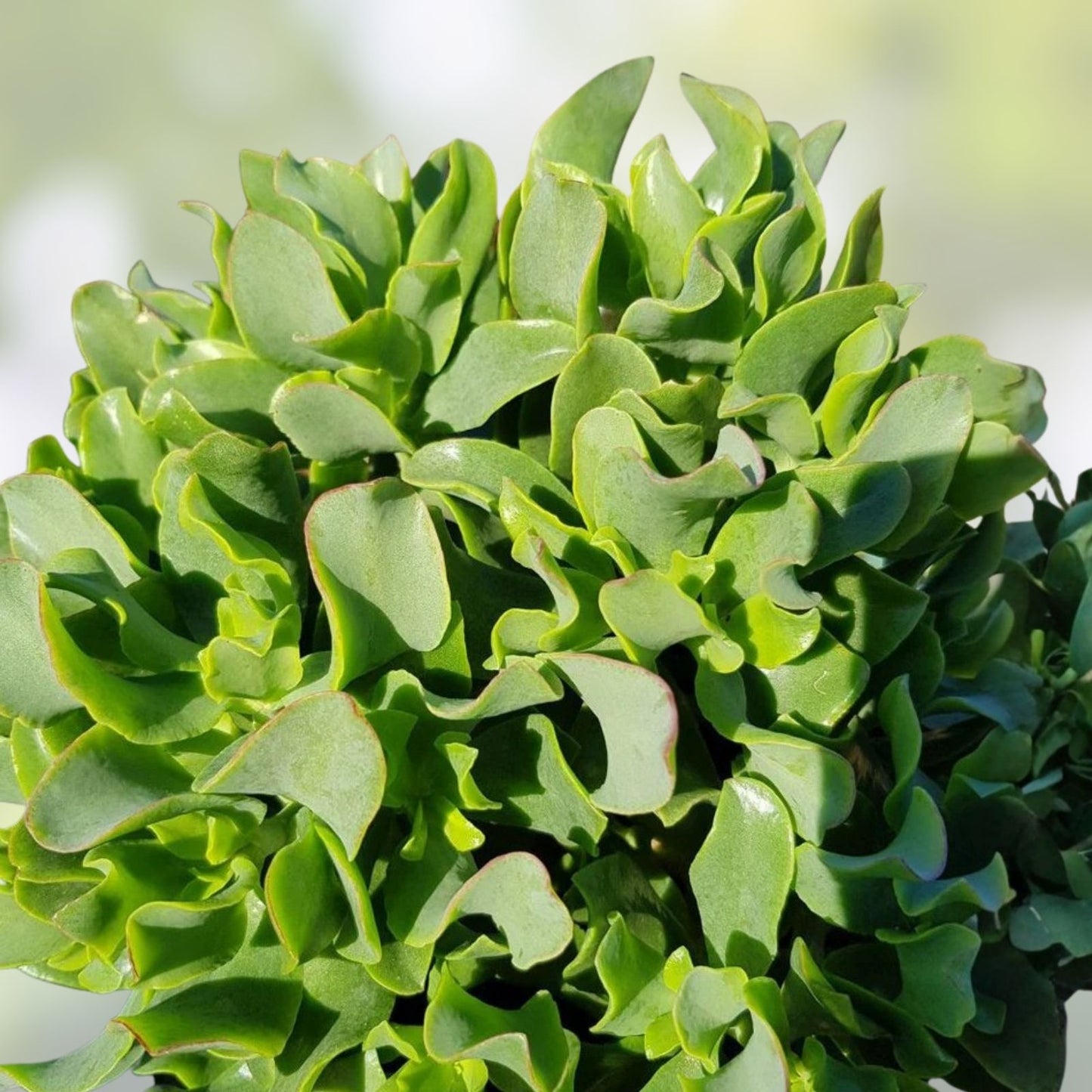 Succulent Plant 3" Ripple Jade Crassula arborescens undulatifolia Blue Green Wavy Foliage Live Plant