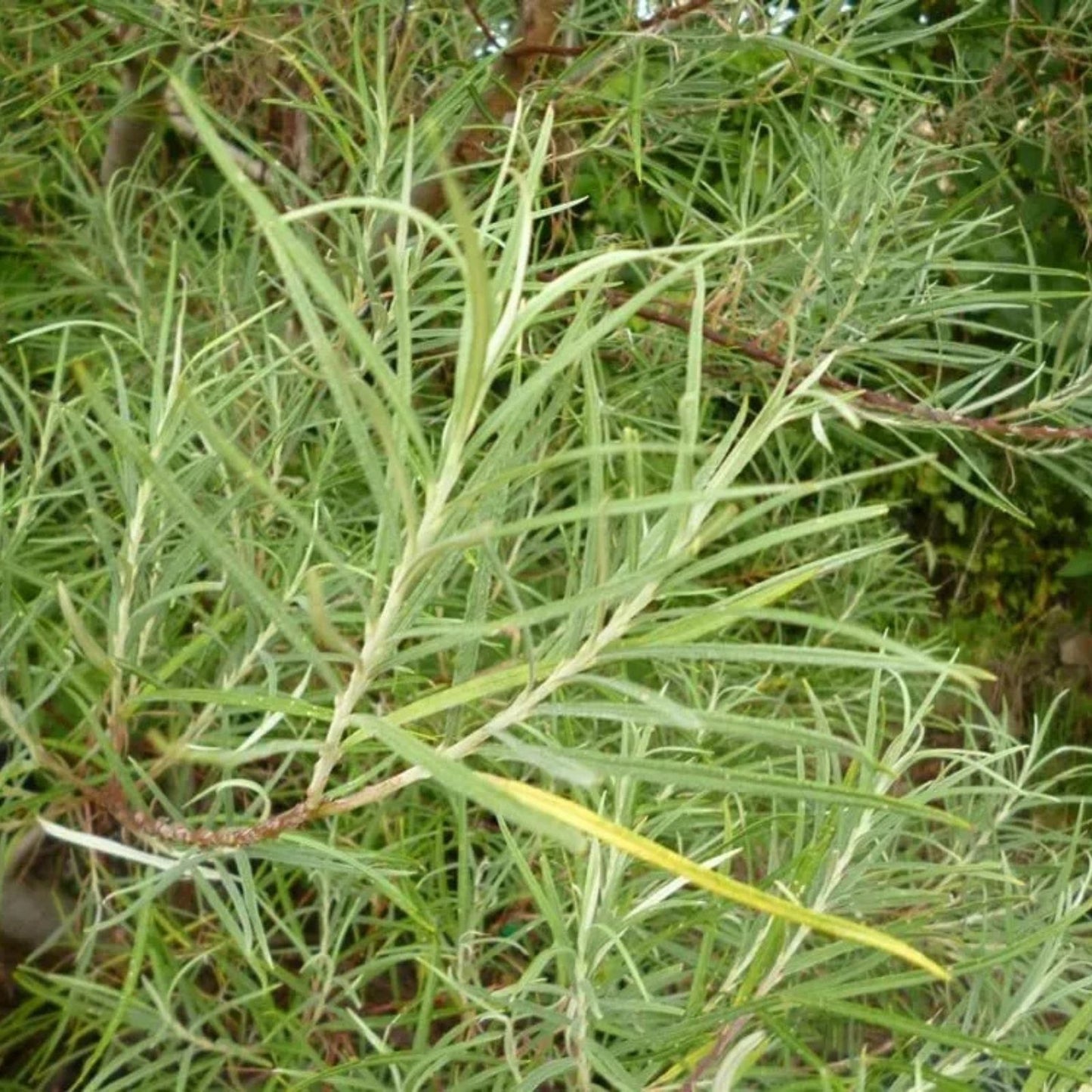 Rosemary Willow Tree Cuttings 50 Pack - Landscape Privacy Bush - Salix rosmarinifolia - Ornamental Shrubs