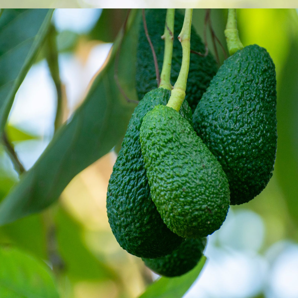 3 Hass Avocado Seeds - Easy to Grow, Healthy Houseplant - Persea americana