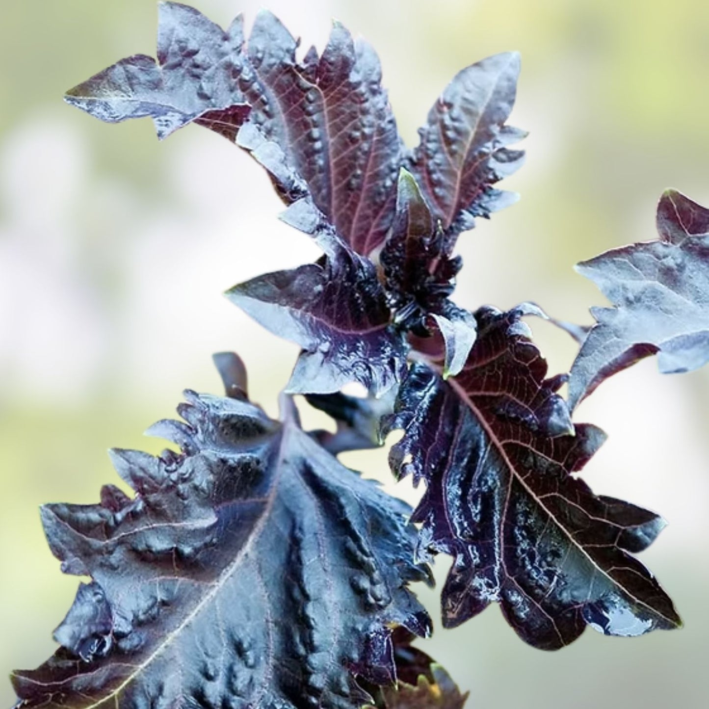 Purple Basil Herb Seeds 200 Count, Ocimum basilicum 'Purple Ruffles', Culinary Herb, Home Gardening, Organic Plant Seeds