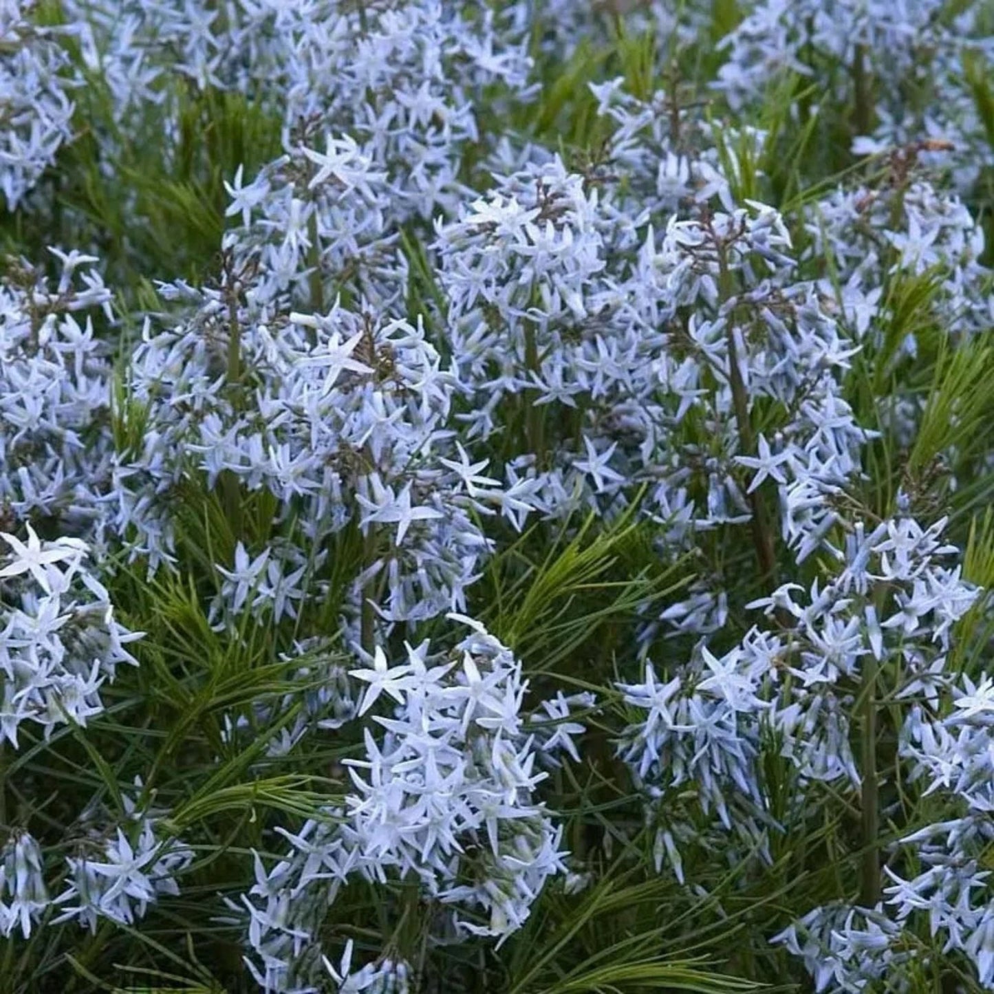Threadleaf Bluestar Live Plant 4" Pot – Amsonia hubrichtii Perennial with Delicate Blue Flowers