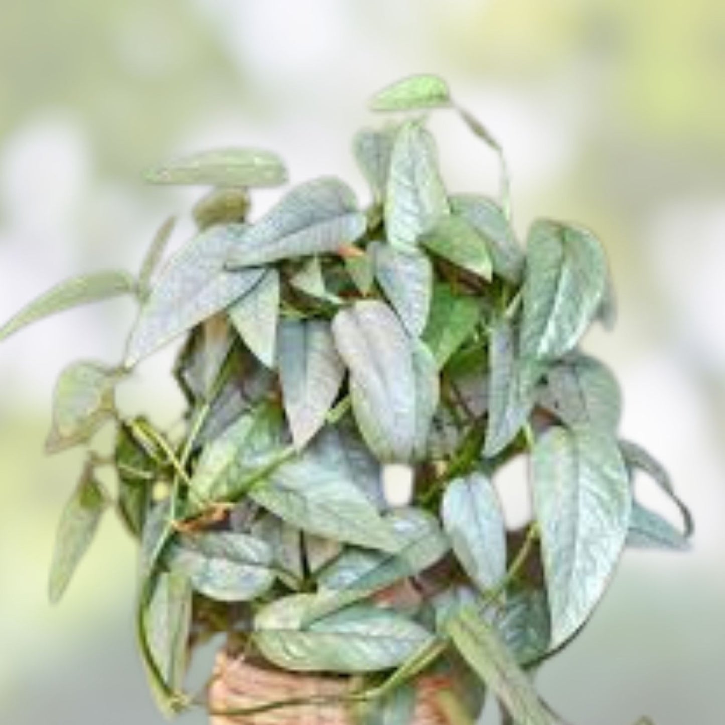 Cebu Blue Pothos Cutting - 4 Node Unrooted House Plant - Epipremnum pinnatum - Rare Blue Variegation - Free Shipping USA