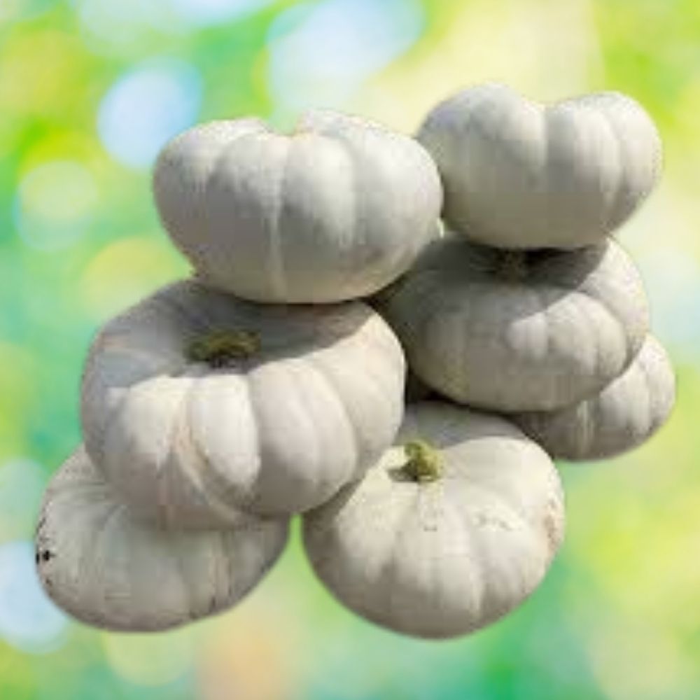 Silver Moon Pumpkin Seeds 10 Organic Seeds Cucurbita pepo USA Grown Heirloom Vegetable Garden