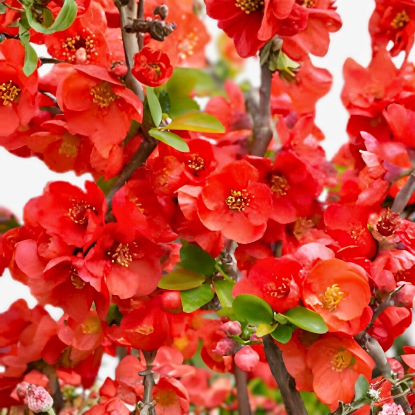 Texas Scarlet Red Quince Live Plant 1G Flowering Bush Chaenomeles × superba 'Texas Scarlet'