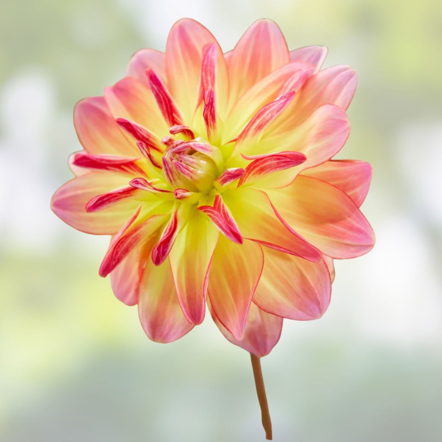 Dahlia Plant Bulb Tuber Live Pink Yellow Variegated Pacific Ocean Full Sun Deer Resistant Cut Flower