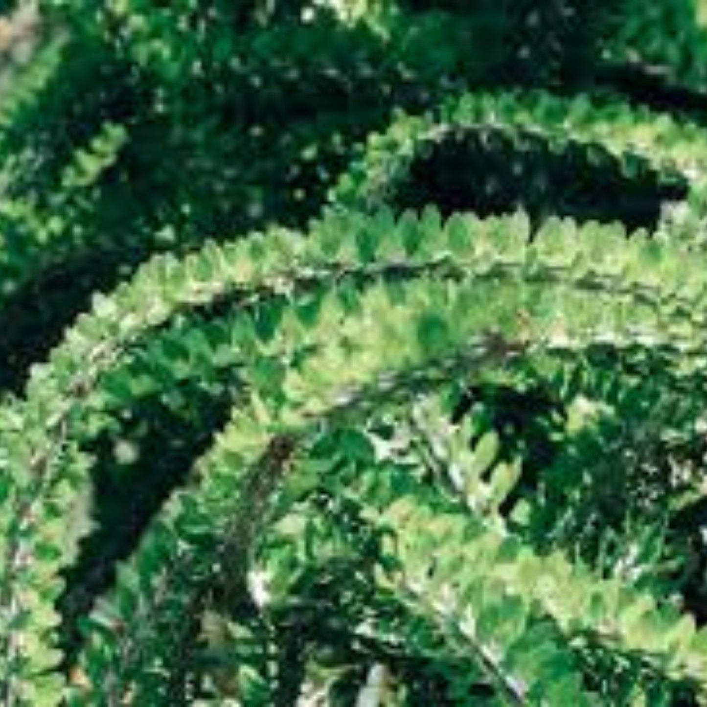 Alluaudia procera Madagascar Succulent Plant - Unique Drought Tolerant Indoor or Outdoor Plant - Lot AP3