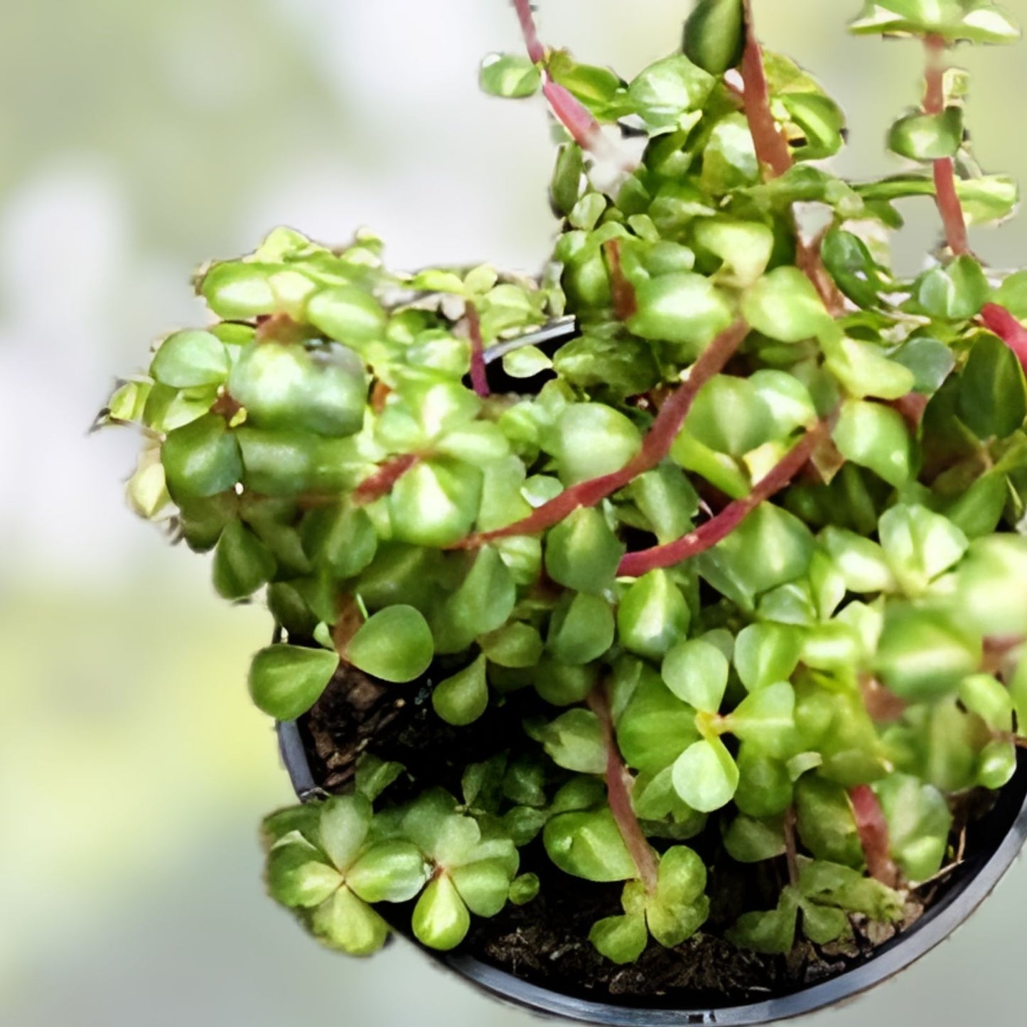 Portulacaria Cuttings Collection – 9 Varieties of Succulent Plants – Portulacaria afra and More – Easy to Grow Indoor and Outdoor Plants