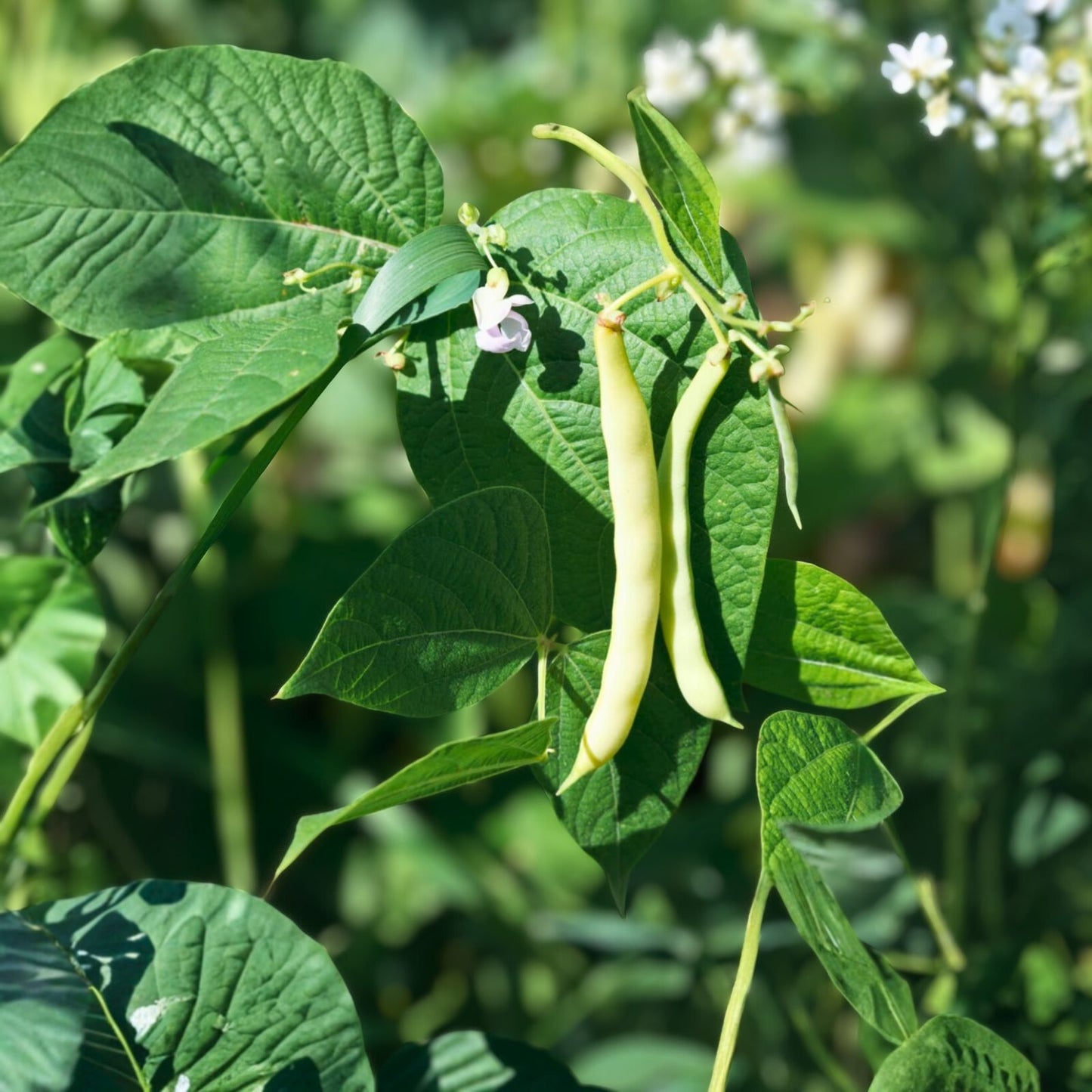 Heirloom Bean Seeds Mix 6 Varieties Organic Non-GMO Garden Seeds for Home Gardening