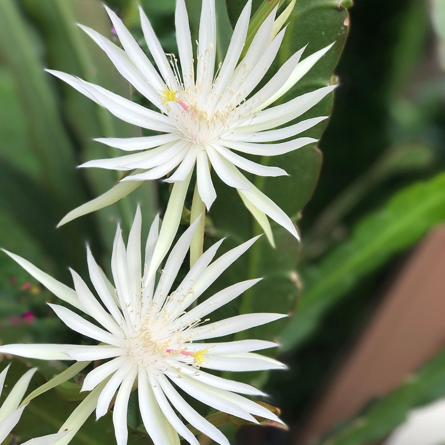 White Epiphyllum Hookeri Cuttings - Fragrant Orchid Cactus Strictum 4 Pack - Live Plant Clippings for Indoor Garden