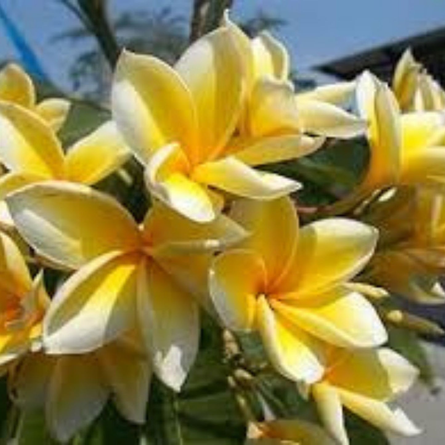 Yellow Plumeria Starter Cutting 10-Inch Unrooted x2, Tropical Flowering Plant, Plumeria rubra, Garden Gardening, Fragrant Flowers