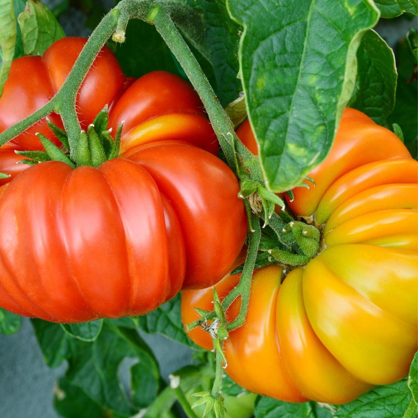 Beefsteak Tomato Live Starter Plants Set of 2 – Heirloom Red Juicy, Lycopersicum, Indeterminate, 4+ Inches
