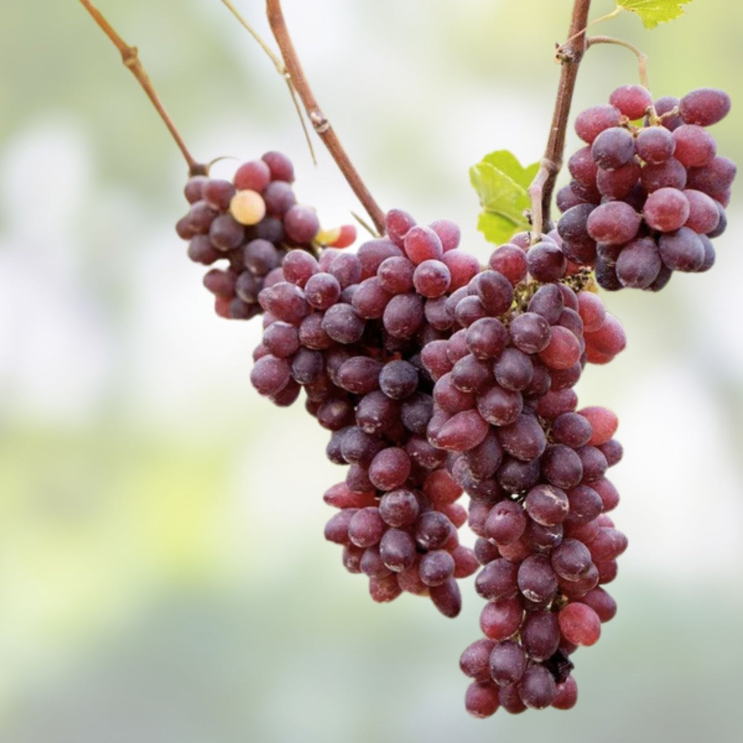 Crimson Vine Cuttings - Large Red Seedless Table Grapes - T110B - No Roots - Ideal for Raisins (Vitis vinifera)