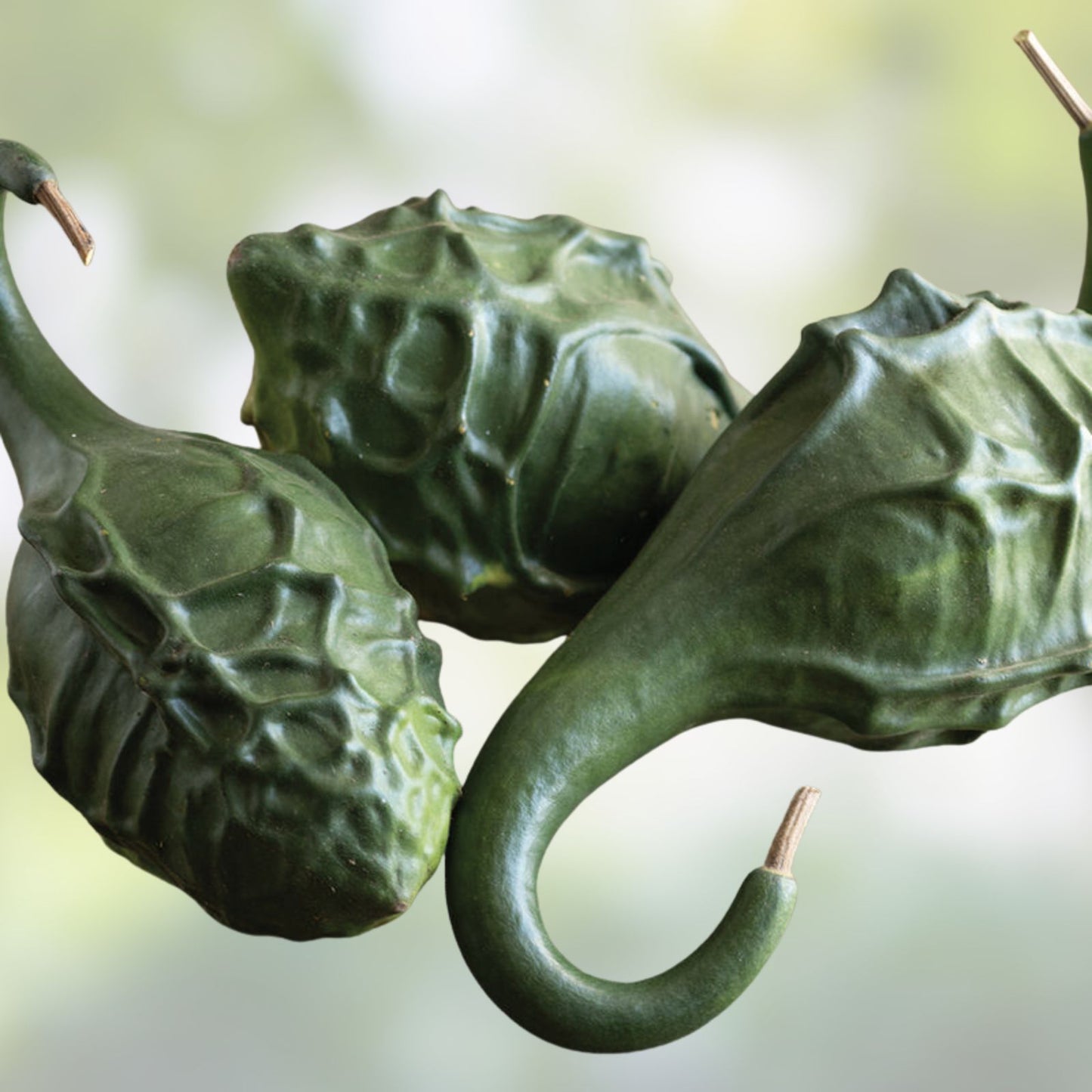Dinosaur Gourd Seeds 20 Pack | Big Club Shaped Gourds | Lagenaria siceraria | Perfect for Planting