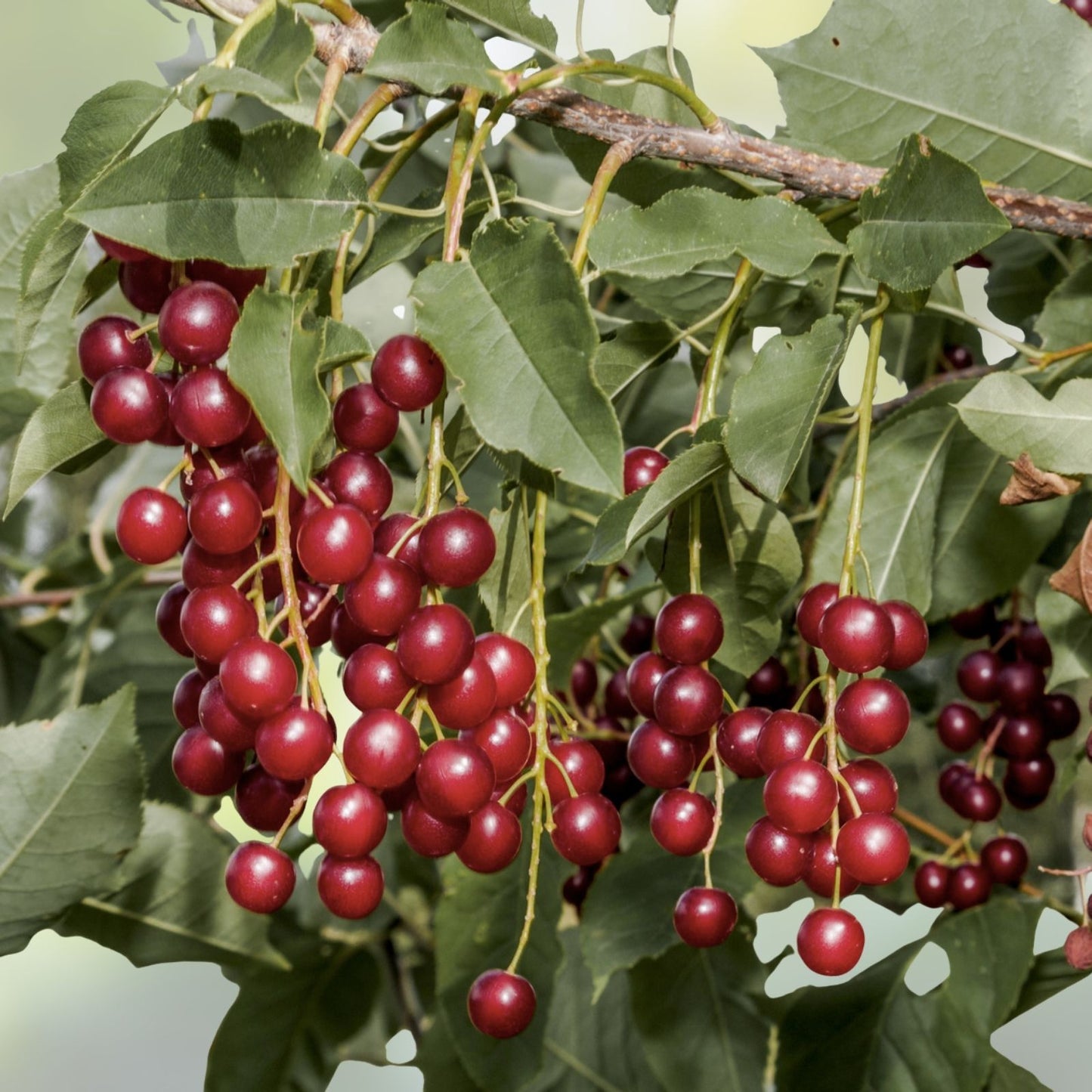 Chokecherry Bush Seedlings for Planting - Prunus virginiana - Native Fruit Plant - Hardy Perennial Shrubs