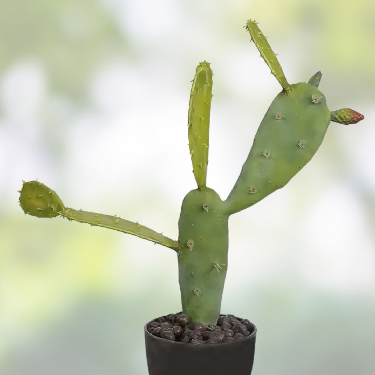 Opuntia Cactus Cuttings - 6 Assorted Pads - Live Succulent Plants - Real Cacti for Gardening and Home Decor