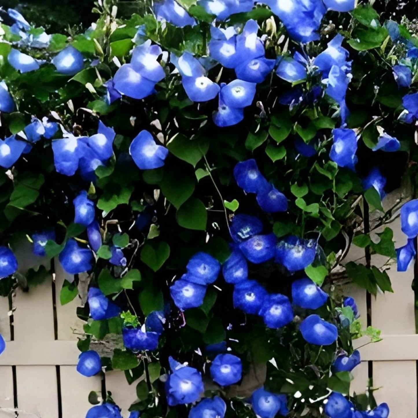Blue Morning Glory Seeds 300 Count Climbing Vine Ipomoea purpurea Garden Flower Seeds