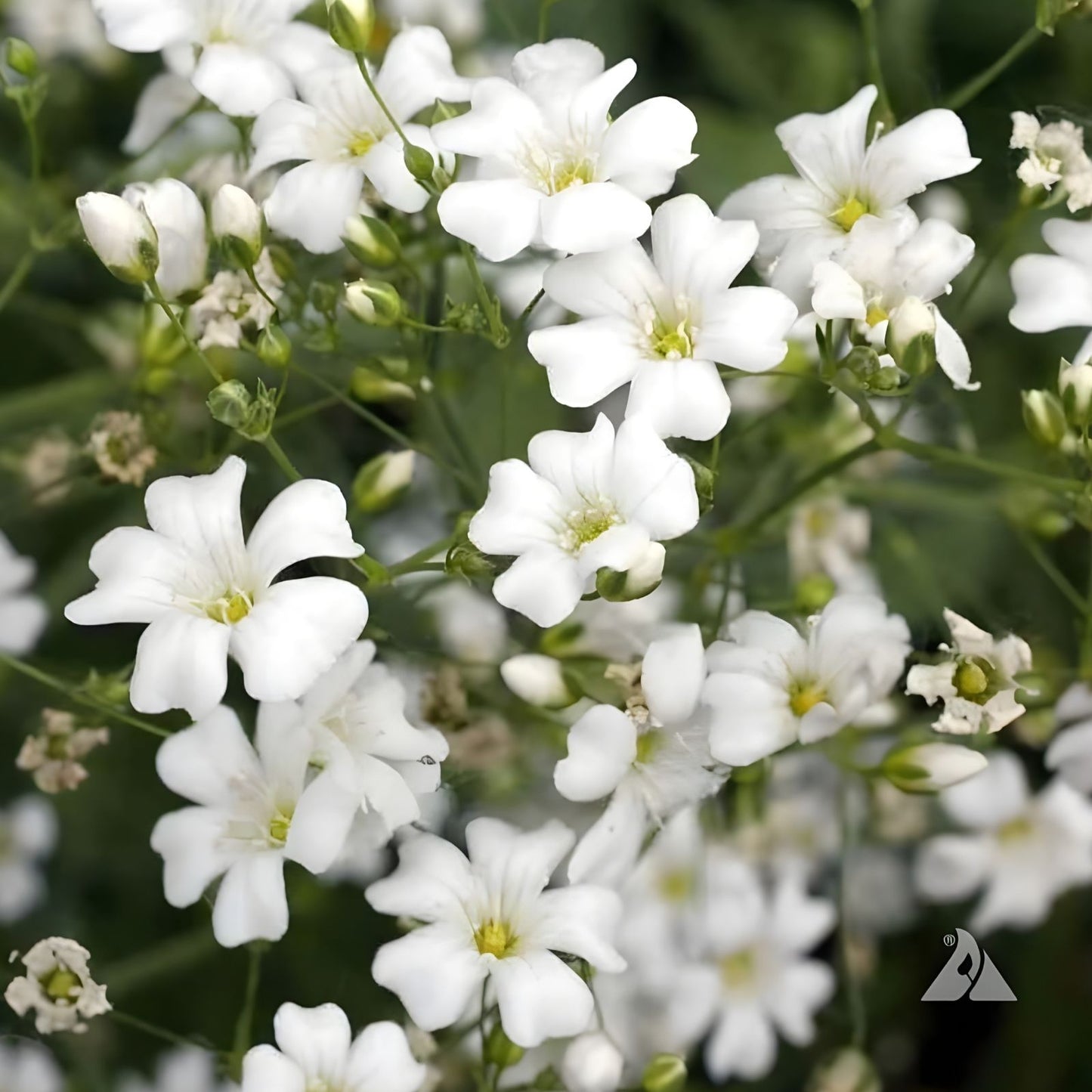 Baby's Breath Seeds 1,000 Count – Easy to Grow Gypsophila elegans Annual Flowers for Gardens and Cut Flowers