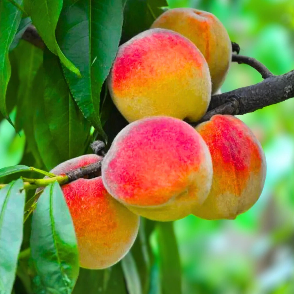 Grafted Peach Tree 4 Feet - Fruit Bearing Variety (Prunus persica) - Ships with Pot and Soil