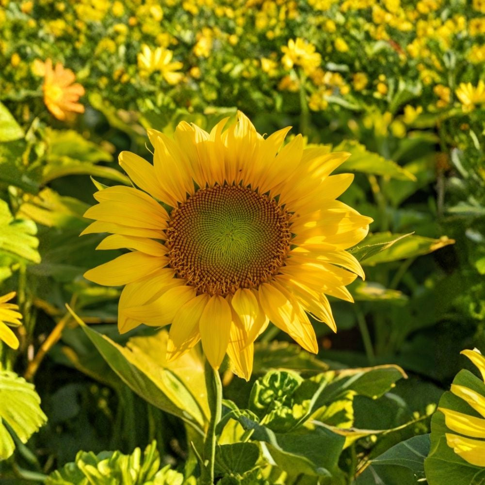 Organic Santa Fe Sunset Sunflower Seeds 10 Pack USA Grown Helianthus annuus