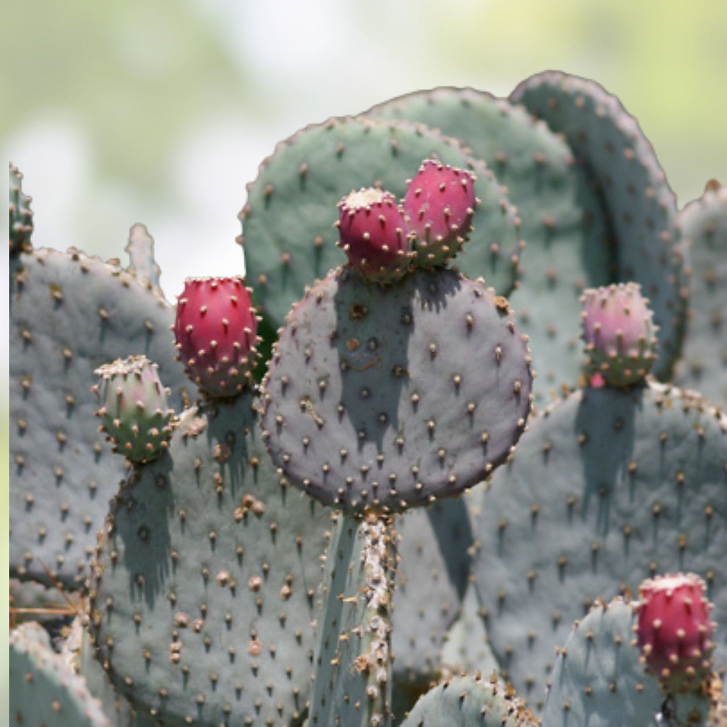 Santa Rita Purple Prickly Pear Cactus Cutting 5-6 inches Opuntia violacea Arizona succulent plant