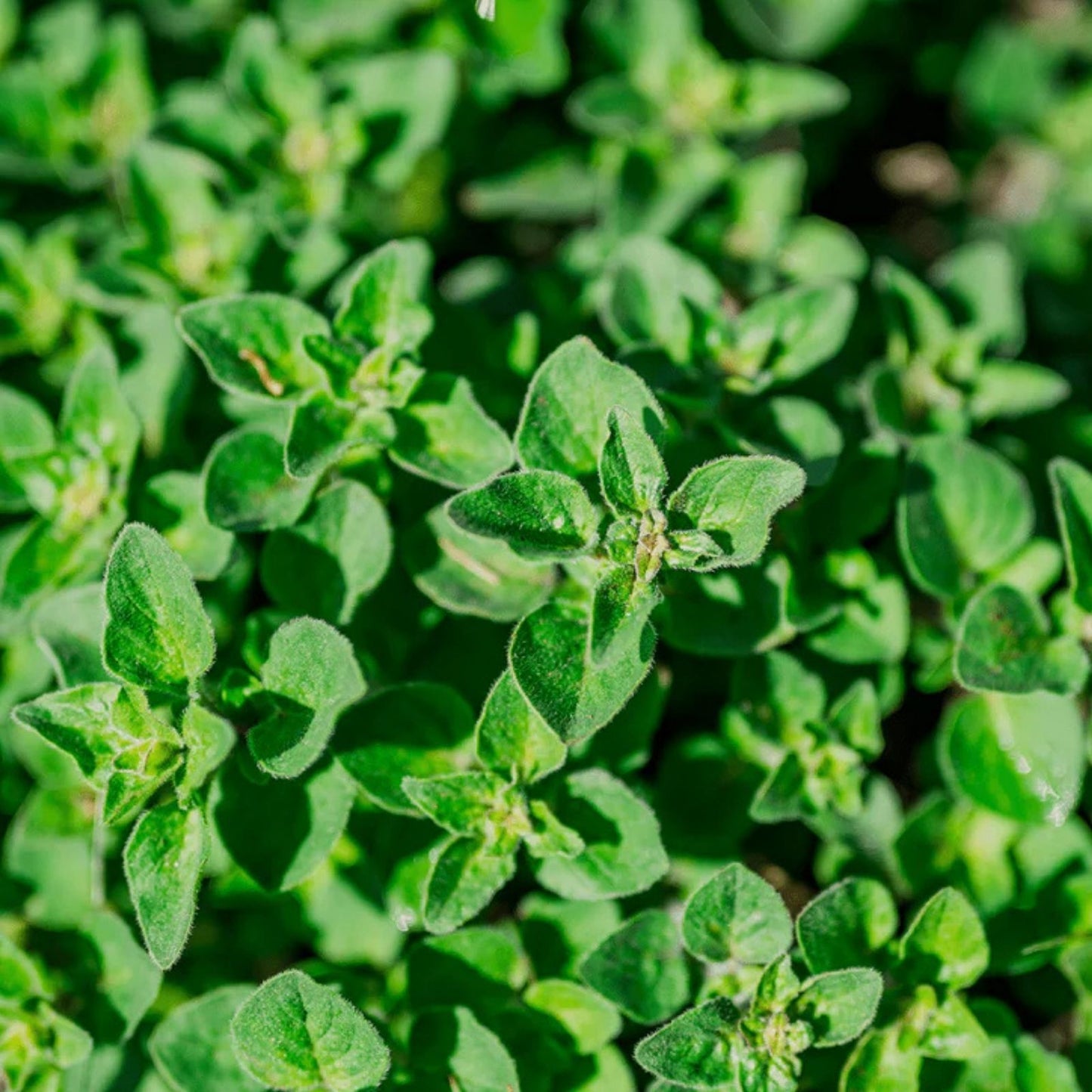 Oregano Seeds 150+ | Culinary Herb for Cooking | Origanum vulgare | Herb Seeds for Garden Planting