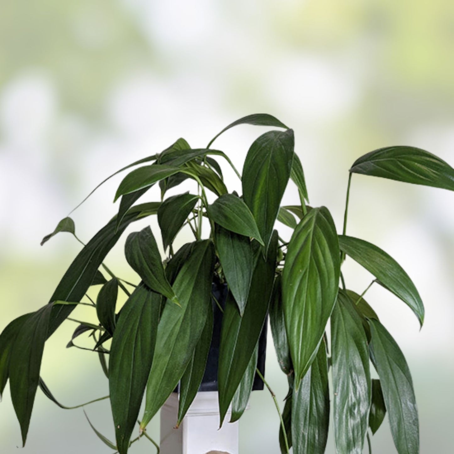 Epipremnum Amplissimum Cutting - 1 Rooted Stem - Rare Pothos Variety for Indoor Plant Enthusiasts