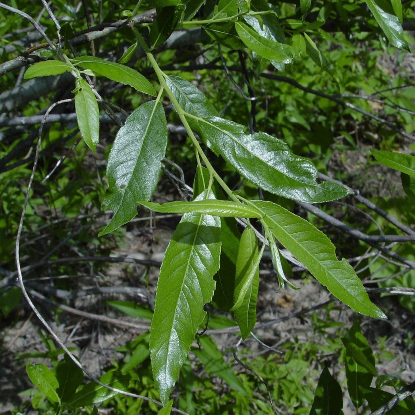 Silky Willow Cuttings 12" Fresh Salix sericea Native Plant for Wetlands and Landscaping