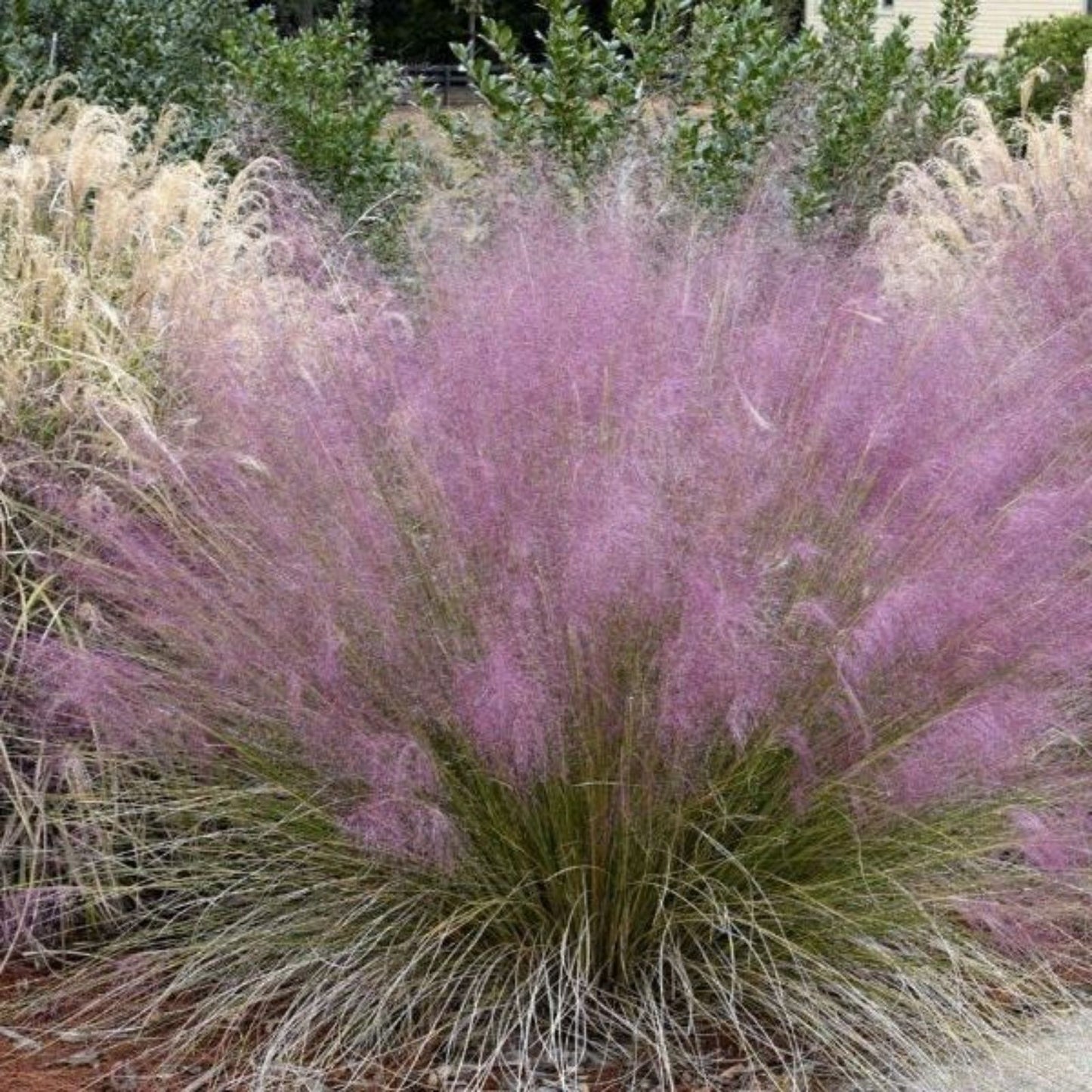 Pink Muhly Grass Seeds 30 Count - Muhlenbergia capillaris Ornamental Drought-Tolerant Grass for Landscape Design